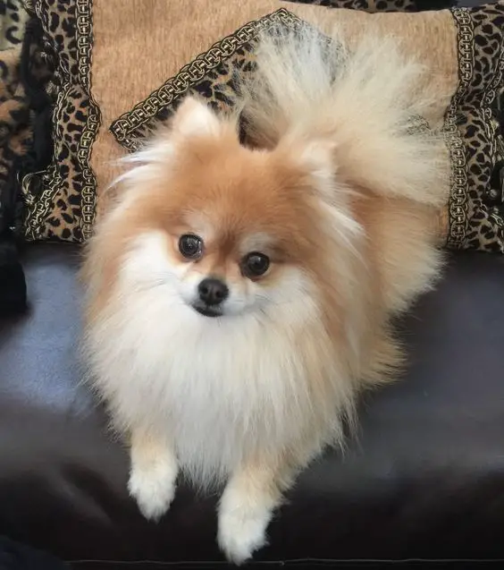 um cão da raça lulu da pomerânia sentado em um sofá com travesseios.