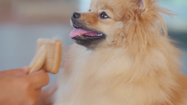 um cão da raça lulu da pomerânia com um adulto dando de comida para ele.
