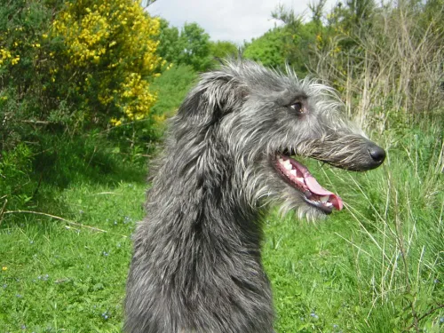 um cão da raça galgo escocês sentado em um bosque.