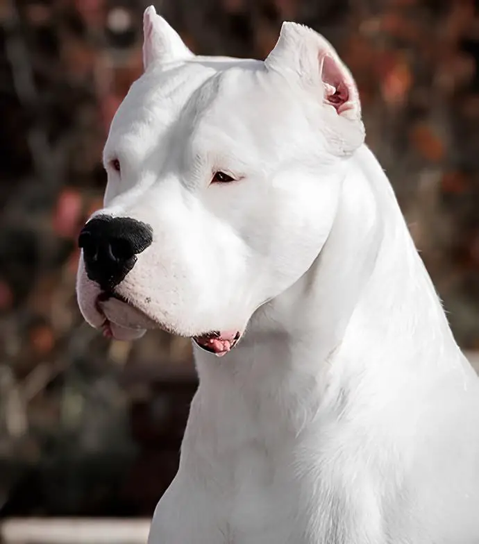 um cão da raça dogo argentino