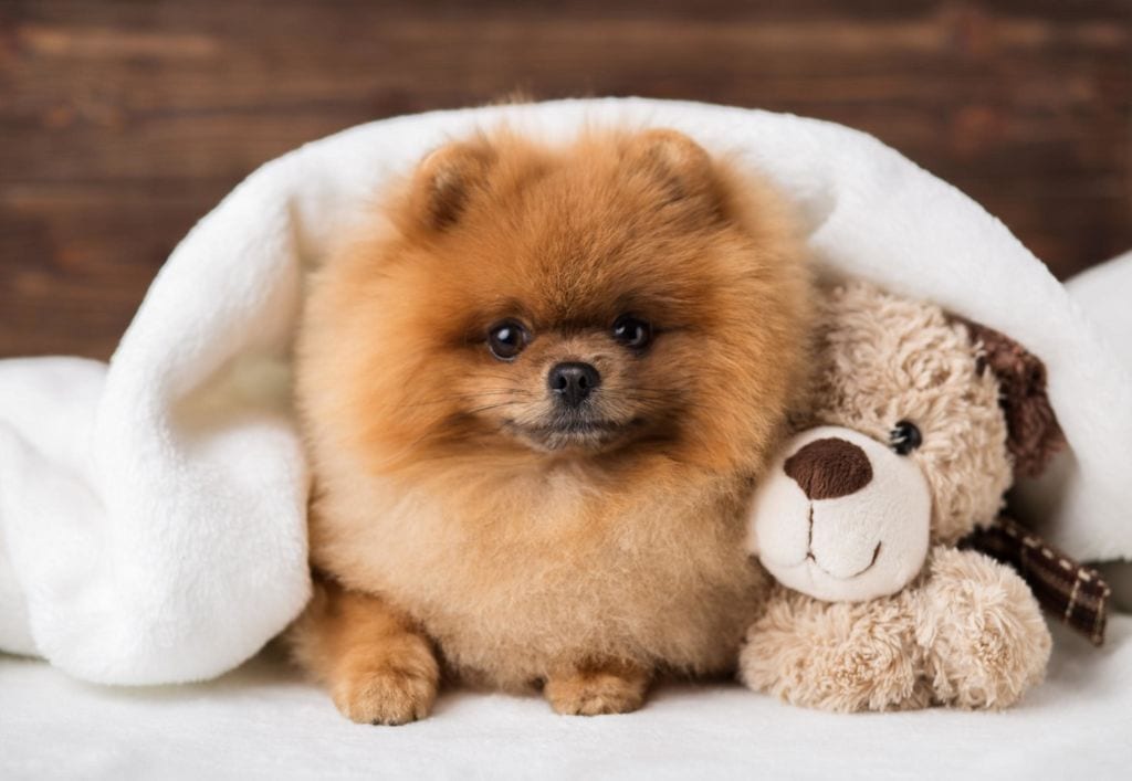 um cachorro da raça lulu da pomerânia deitado com um ursinho de pelúcia ao lado e uma coberta branca em cima deles.