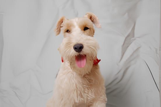 um cão da rala lakeland terrier com uma coleira vermelha.