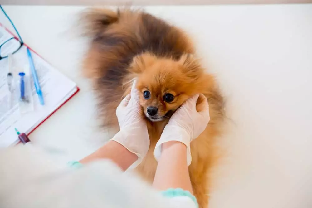 um cachorro da raça lulu da pomerânia sendo avaliado por um veterinário.