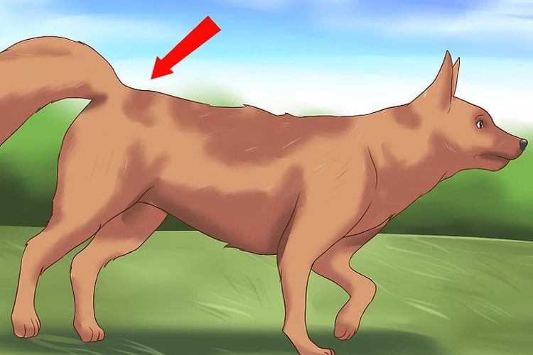 imagem ilustrativa de um cachorro com uma problema de saúde de displasia patelar.