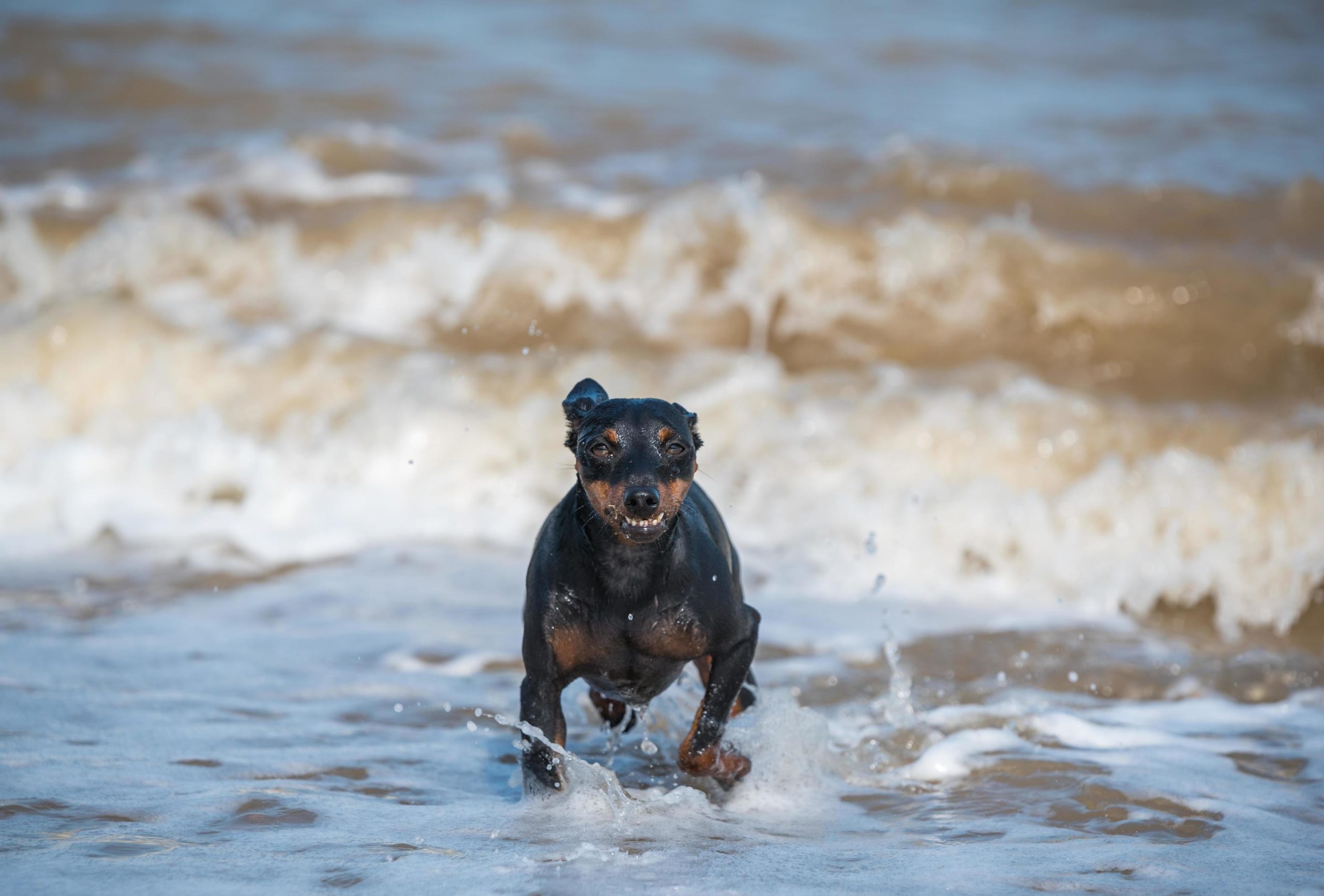 um cachorro da raça dobermann correndo no mar.