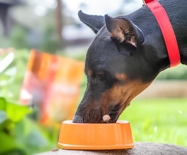 cachorro da raça dobermann com uma coleira vermelha comendo ração em uma tigela