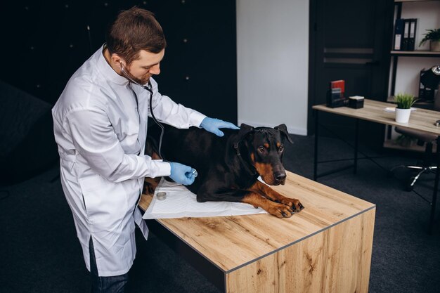 consultório com um veterinário avaliando um cachorro da raça dobermann