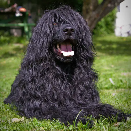 um cachorro da raça cão d´água português sentado em um gramado em dia de sol.