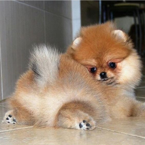 um cão deitado em um chão da raça lulu da pomerânia.