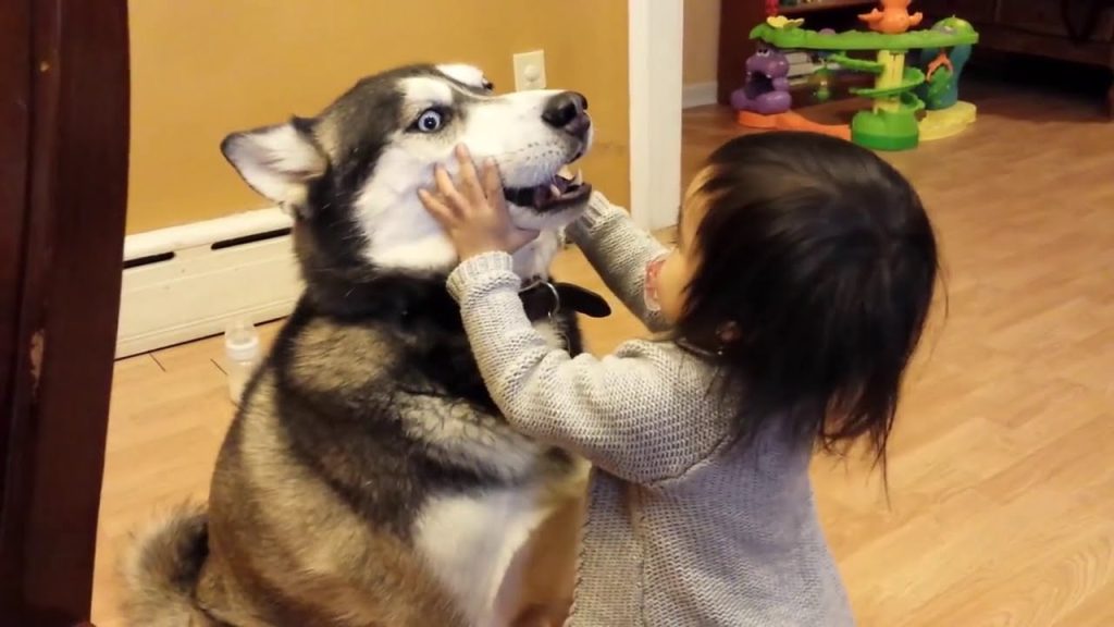 husky siberiano adulto brincando com uma criança menina de aproximadamente um ano e meio, estão dentro de uma casa.