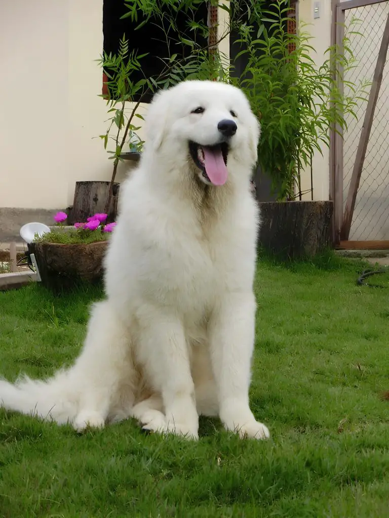 um cão da raça kuvasz sentado em um jardim, ao fundo troncos de árvores com flores e plantas.