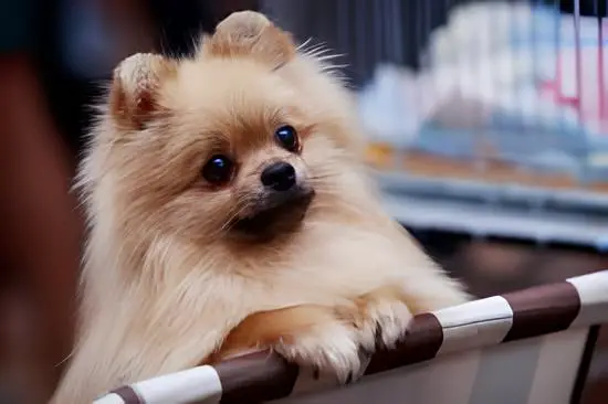 um cão da raça lulu da pomerânia.