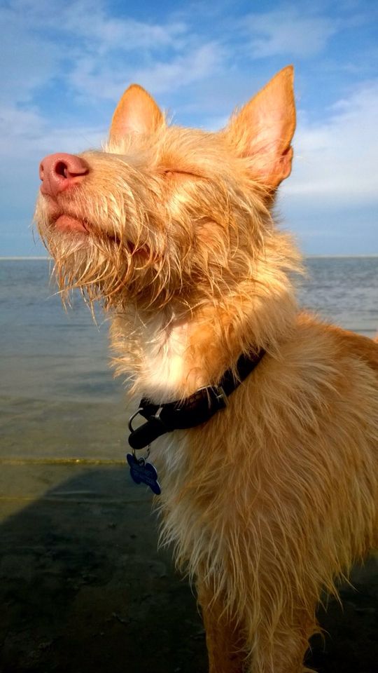 um cão da raça podengo português com uma coleira e pingente de identificação em formato de ossinho em uma praia.