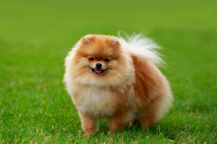 um cão da raça lulu da pomerânia em um gramado
