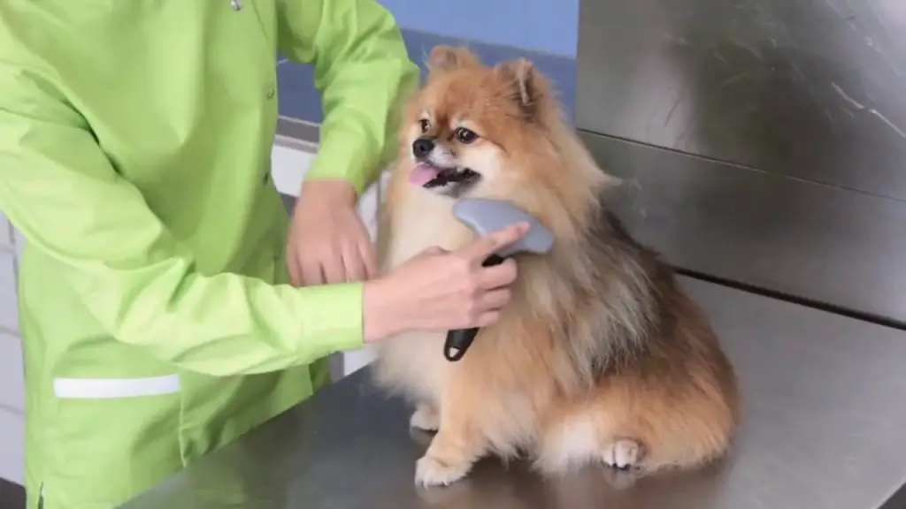 um cão da raça lulu da pomerânia sentado em uma maca de pet shop sendo escovado por uma profissional.