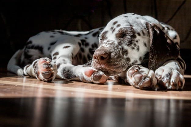 um filhote de cachorro da raça dálmata deitado ao chão dormindo.