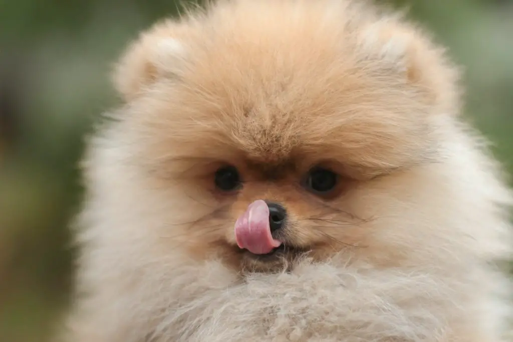 um cachorro da raça lulu da pomerânia
