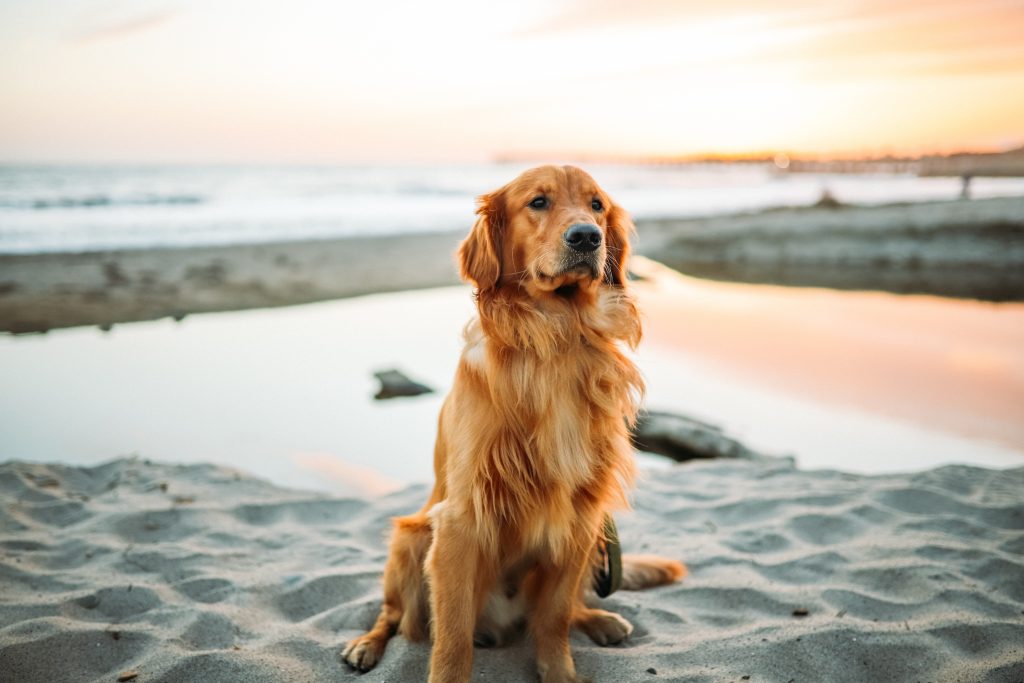cachorro da raça  golden adulto em um praia 