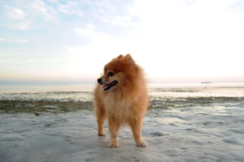 um cão da raça lulu da pomerânia em uma praia.