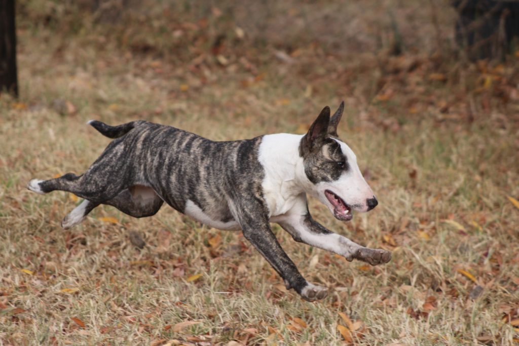 um cão da raça Bull Terrier correndo em um gramado com grama seca.