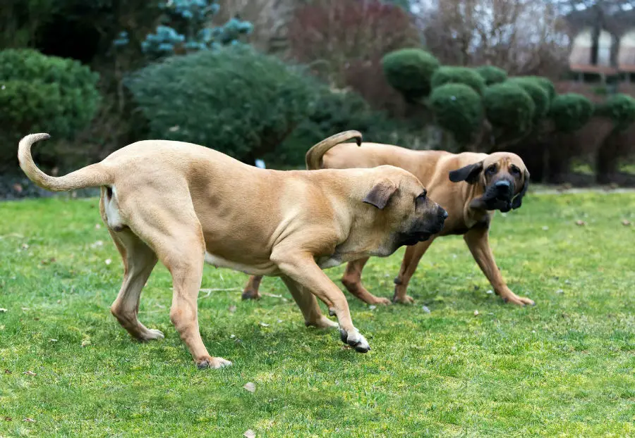 dois cães da raça fila brasileiro brincando em um jardim