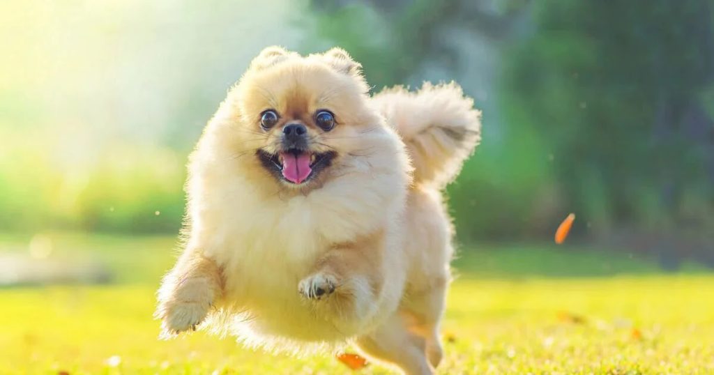 um cachorro da raça lulu da pomerânia correndo em um jardim.