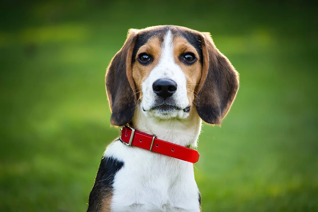 um cão da raça beagle com uma coleira vermelha em um gramado.