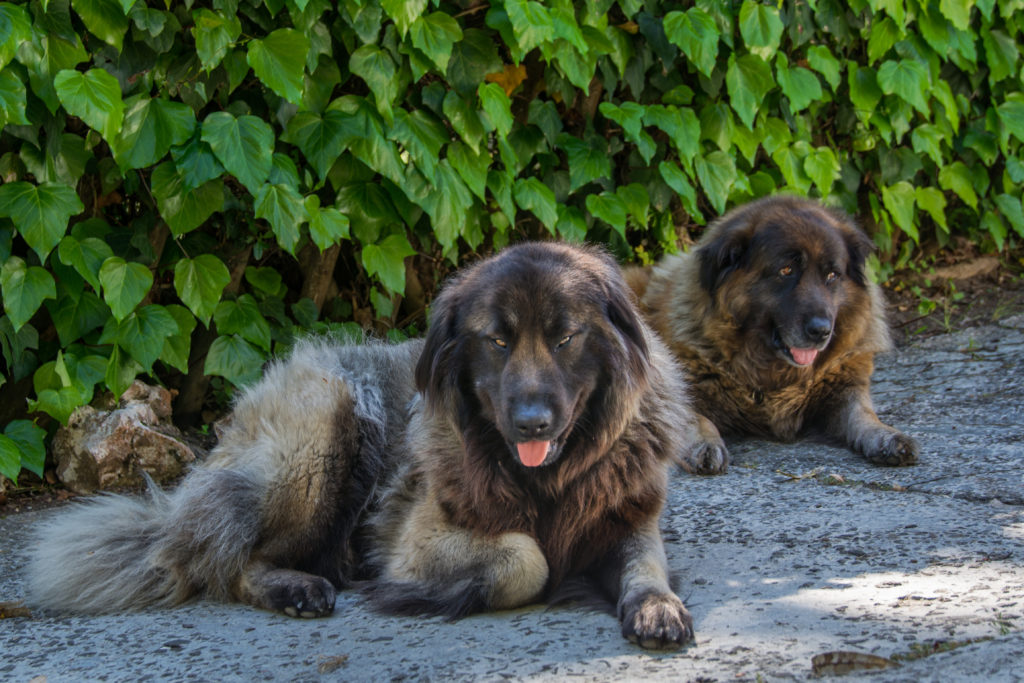 dois cachorros da raça cão da serra da estrela deitado em uma calçada ao fundo mudo de planta.