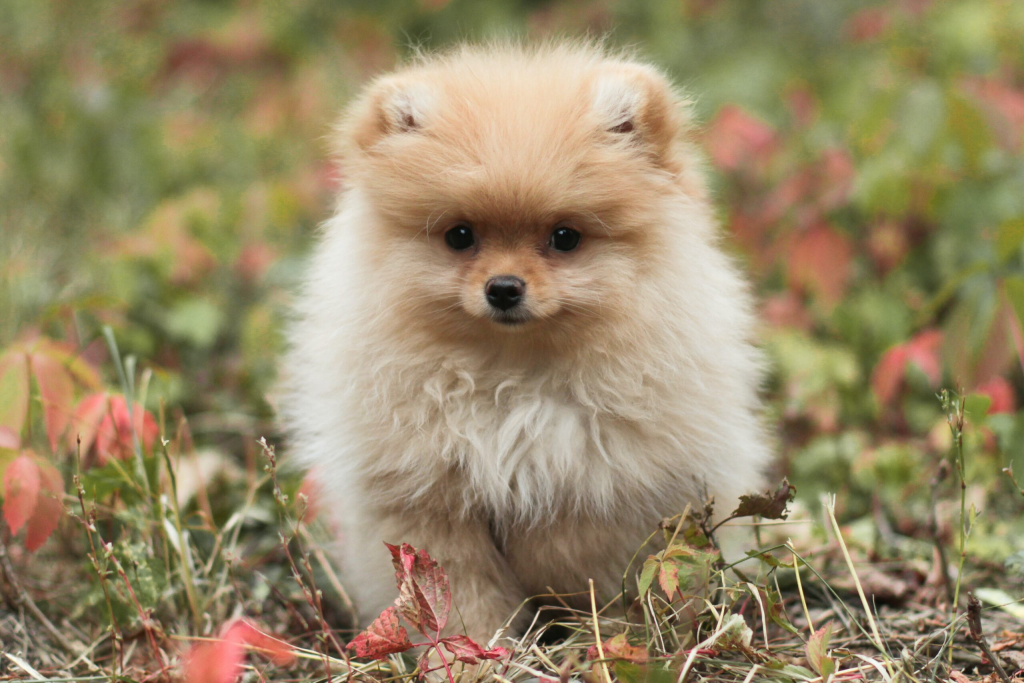 um cão da raça lulu da pomerânia em um gramado.