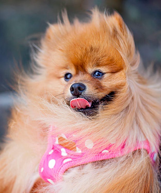 cachorro da raça lulu da pomerania com linguinha de fora e uma roupinha rosa.