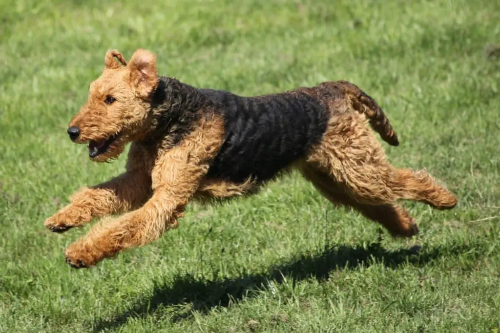 um cão da raça lakeland terrier em um gramado.