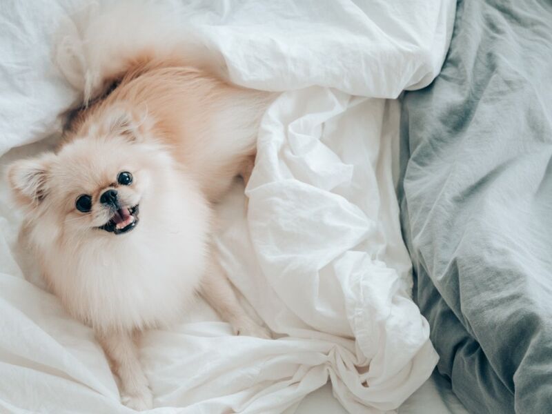 um cachorro da raça lulu da pomerânia deitado sobre lençóis. 