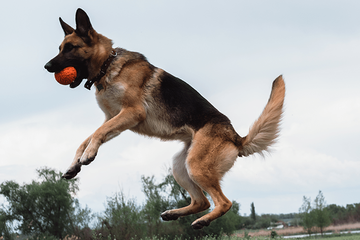 um cachorro da raça pastor alemão pulando para pegar uma bolinha no ar.