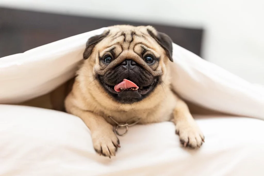 um cachorro da raça pug na pelagem bege em uma cama com uma coberta em cima dele.