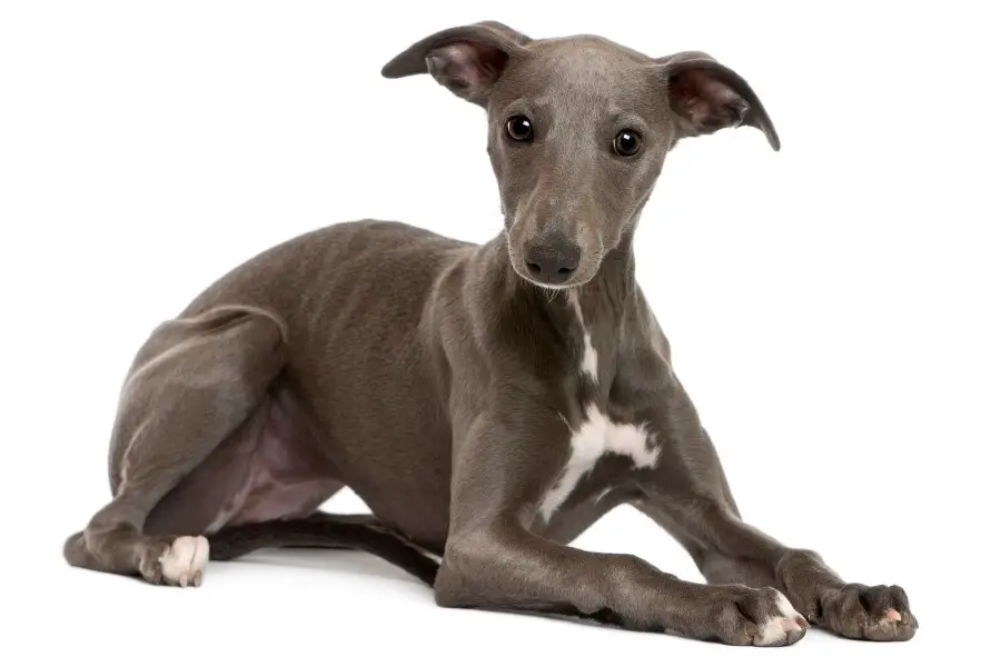 um cão da raça whippet deitado.