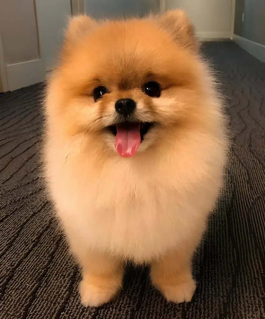 um cão da raça lulu da pomerânia.