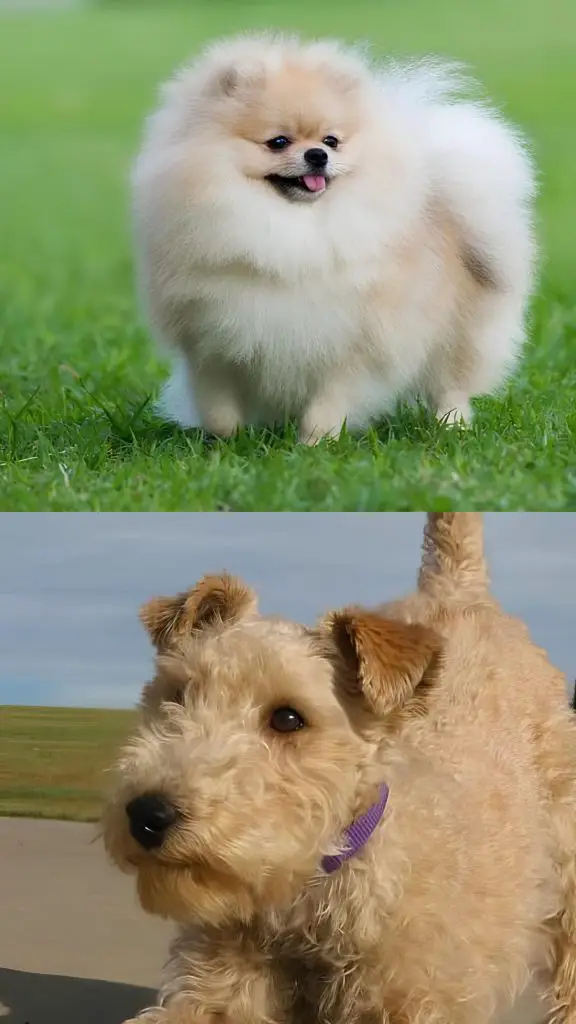 um cão da raça lulu da pomerânia na pelagem branca e outro da rala lakeland terrier.