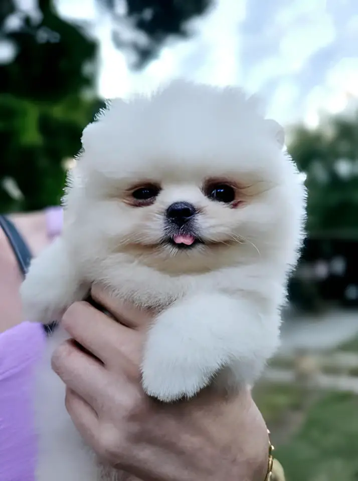 um cão filhote da raça lulu da pomerânia sendo segurado por uma pessoa.