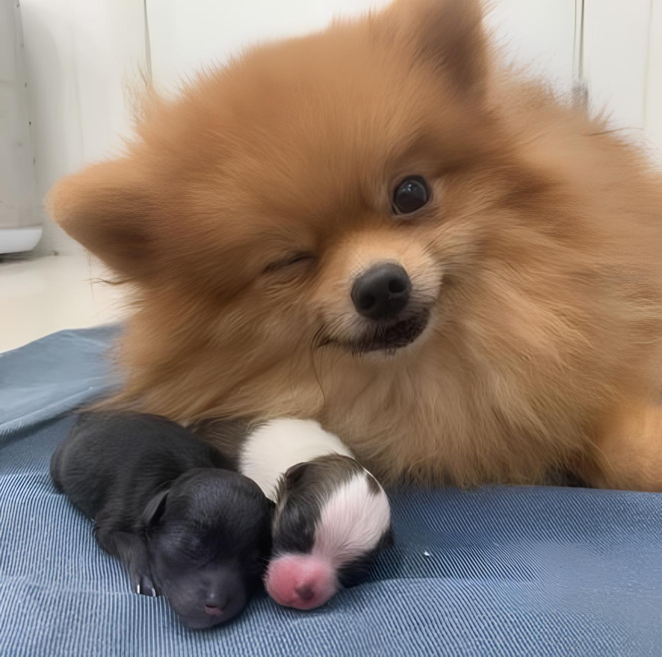 um cão da raça lulu da pomerânia com dois filhotes recem nascidos.