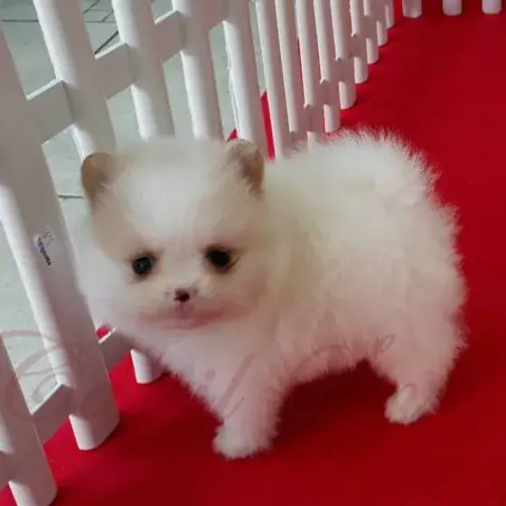 um cão filhote da raça lulu da pomerânia na pelagem clara.