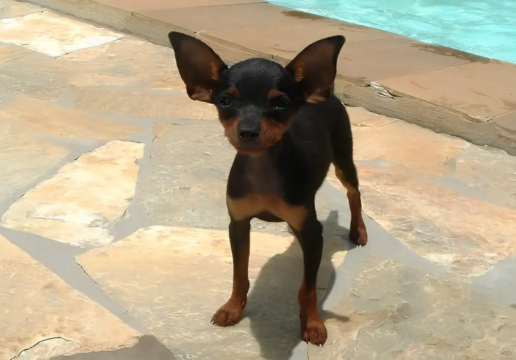 um cão da raça pinsher miniatura atrás dele uma piscina.