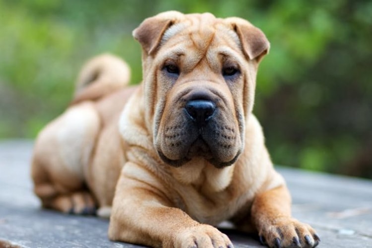 um cão da raça shar pei deitado descansando.