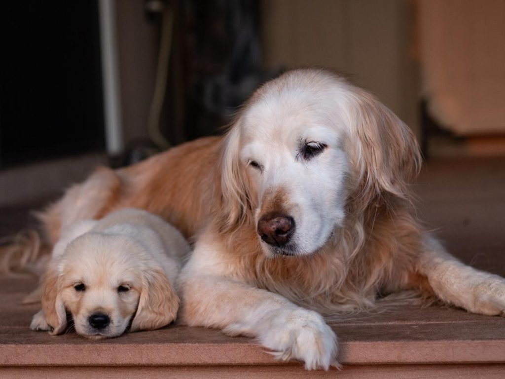 um cachorro da raça golden adulto e um filhote de golden deitados no chão 
