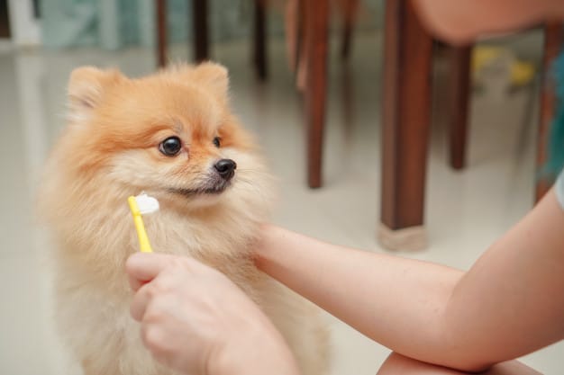cachorro da raça lulu da pomerânia com uma pessoa fazendo a higiene bucal dele.