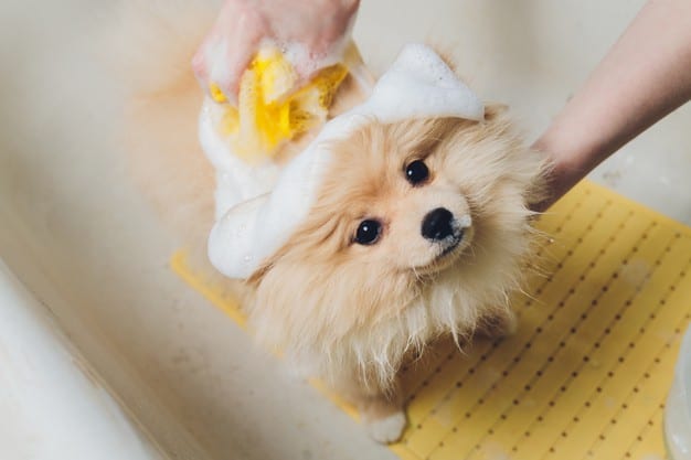 um cão da raça lulu da pomerânia tomando banho.