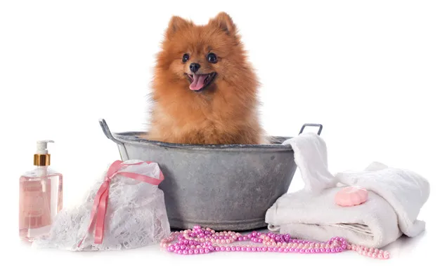 um cão da raça Lulu da Pomerânia em uma bacia de metal sendo preparado para o banho, com toalhas brancas, sabonete rosa e shampoo.