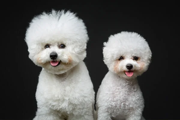 dois cães da raça bichon frisé lado a lado.