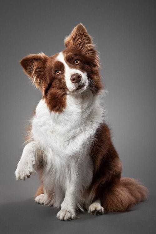 um cão da raça border collie na pelagem maroom e branco.