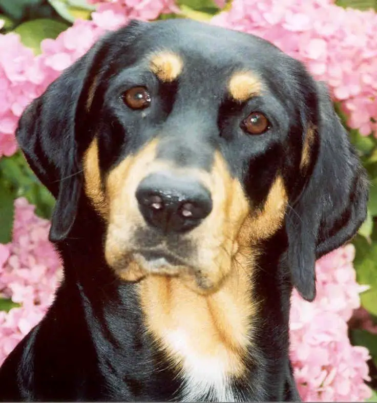 um cão da raça braco da transilvânia.