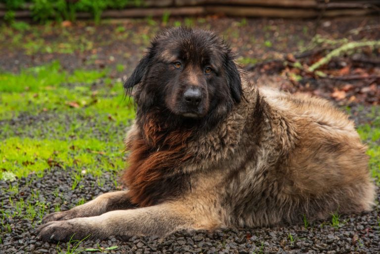 um cachorro da raça cão da serra da estrela deitado em pedras no chão.